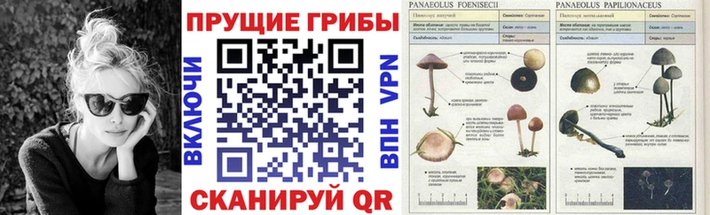 как найти закладки Бахчисарай Галлюциногенные грибы Cubensis