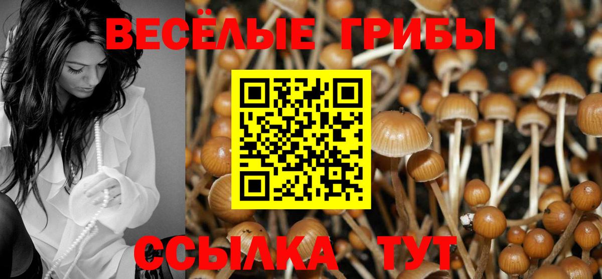 Псилоцибиновые грибы Psilocybe  Вход с VPN  Бахчисарай 